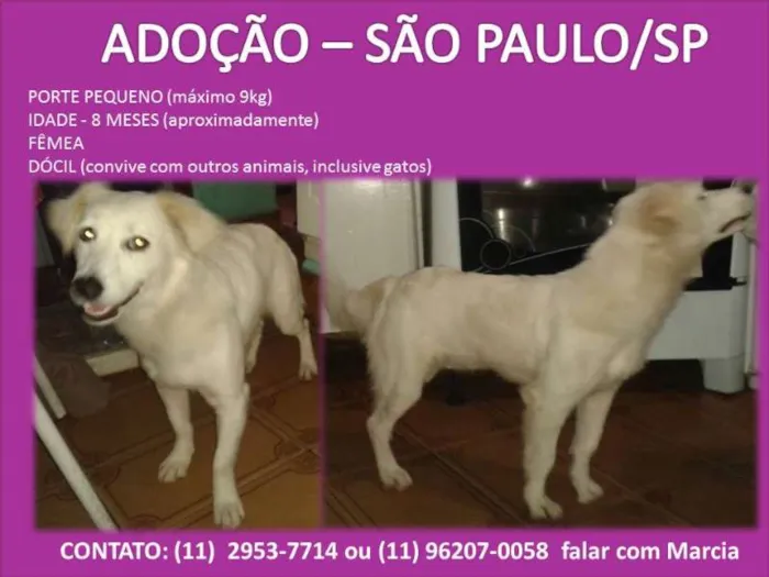 Cachorro ra a srd idade 7 a 11 meses nome Estrela