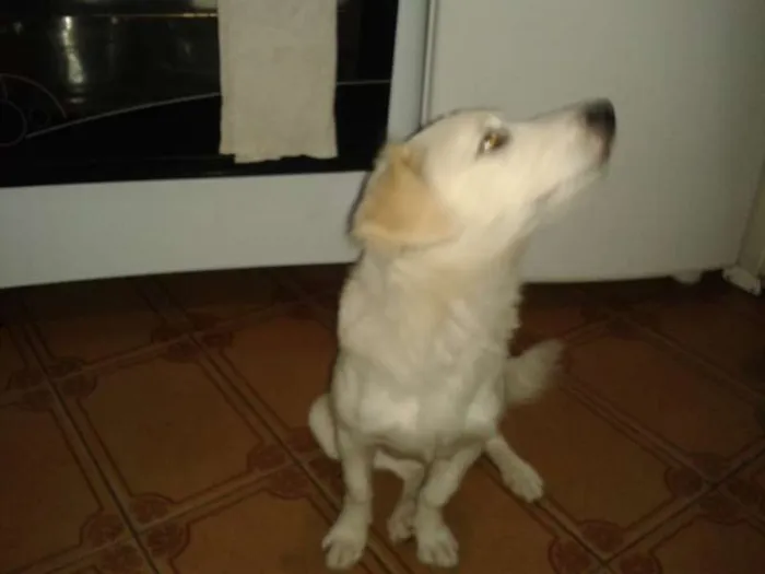 Cachorro ra a srd idade 7 a 11 meses nome Estrela