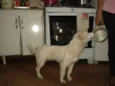 Estrela