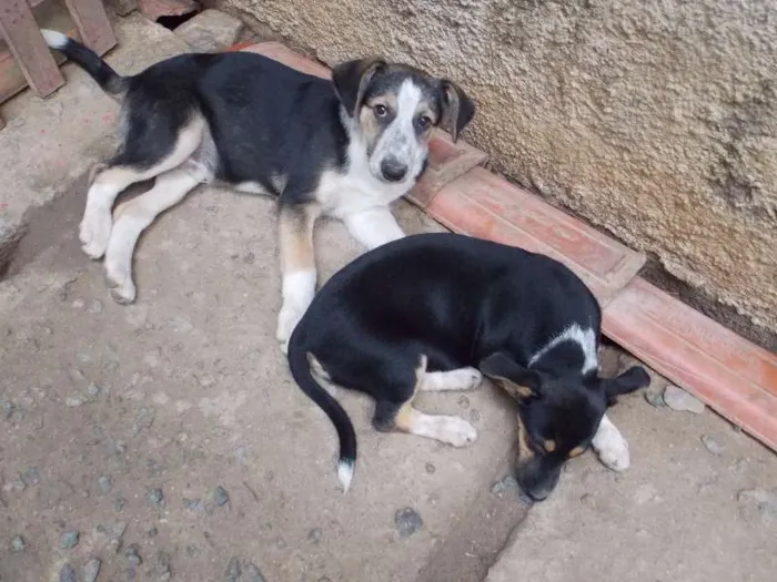 Cachorro ra a SRD idade 2 a 6 meses nome Pudim