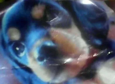 Cachorro ra a mestiça idade 1 ano nome nina