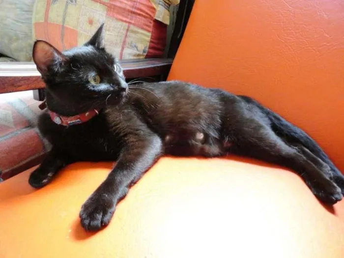 Gato ra a SRD idade 1 ano nome Onix
