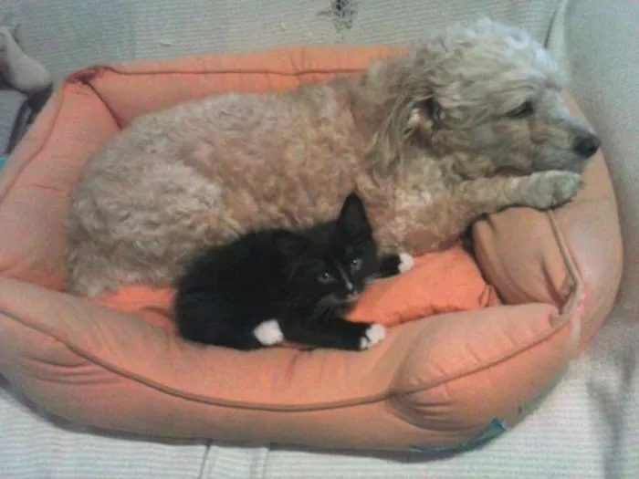 Gato ra a SRD idade Abaixo de 2 meses nome Nino