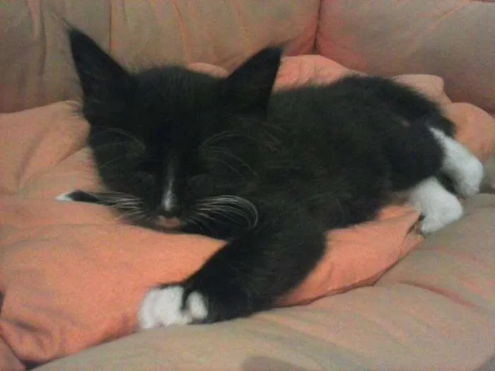 Gato ra a SRD idade Abaixo de 2 meses nome Nino