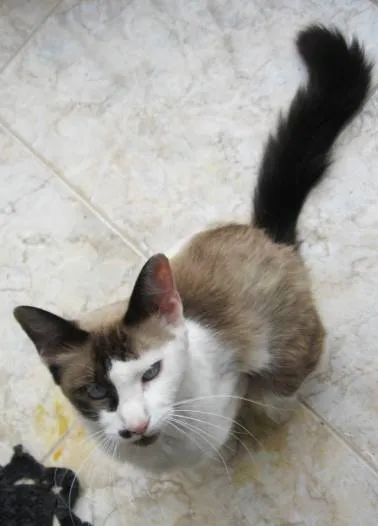 Gato ra a SRD idade 1 ano nome Nicole