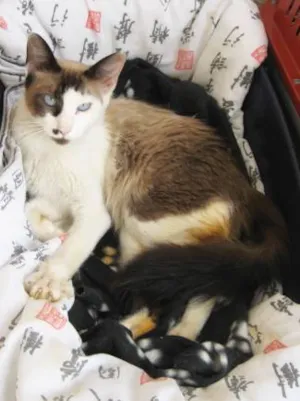 Gato raça SRD idade 1 ano nome Nicole