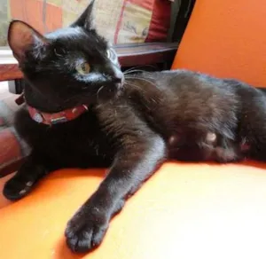 Gato raça SRD idade 1 ano nome Onix