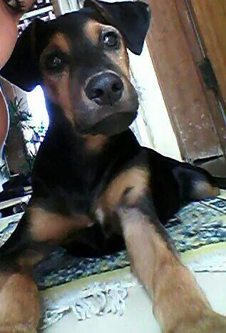 Cachorro ra a RND idade 2 a 6 meses nome ??