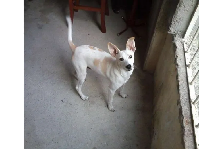 Cachorro ra a Pinscher idade 7 a 11 meses nome Toby