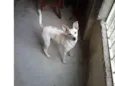 Toby