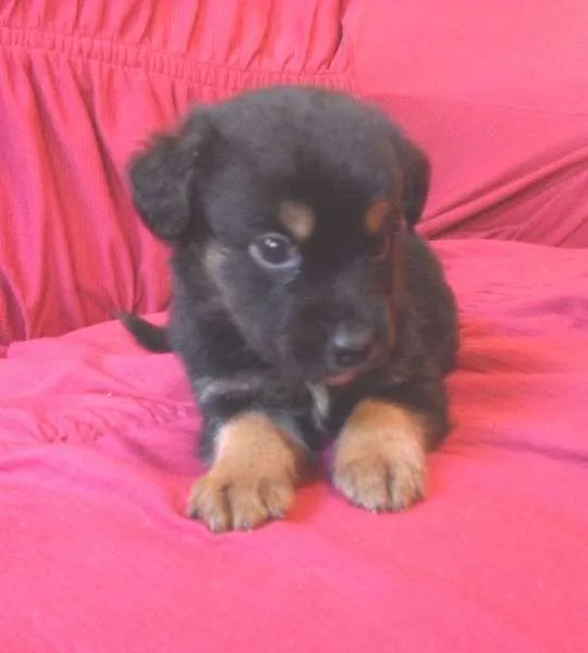 Cachorro ra a indefinida idade Abaixo de 2 meses nome coca cola