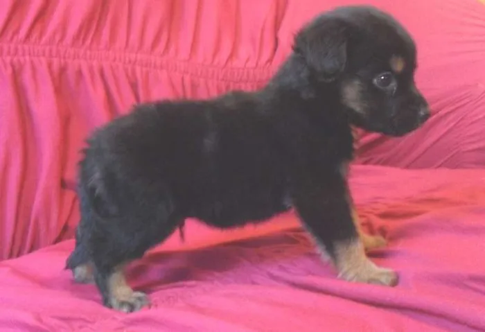 Cachorro ra a indefinida idade Abaixo de 2 meses nome coca cola