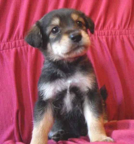 Cachorro ra a indefinida idade Abaixo de 2 meses nome Boby