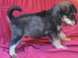 Cachorro raça indefinida idade Abaixo de 2 meses nome Boby