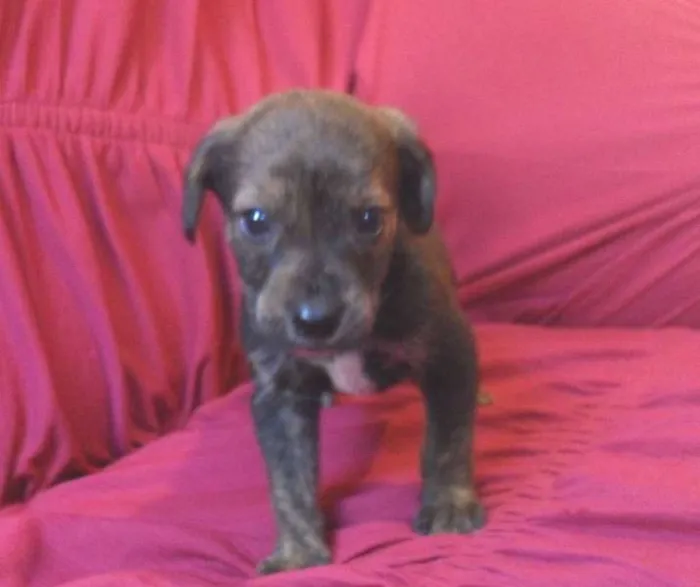 Cachorro ra a Indefinida  idade Abaixo de 2 meses nome Duck