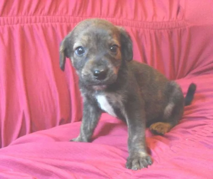 Cachorro ra a Indefinida  idade Abaixo de 2 meses nome Duck