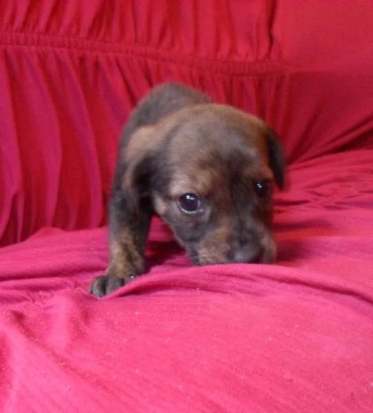 Cachorro ra a Indefinida  idade Abaixo de 2 meses nome Duck