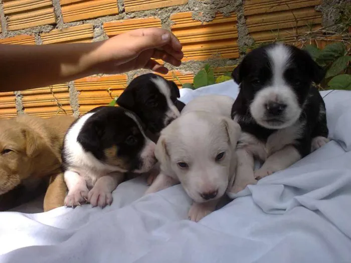 Cachorro ra a vira lata idade Abaixo de 2 meses nome sem nome