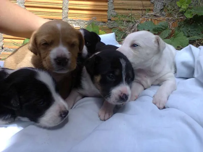 Cachorro ra a vira lata idade Abaixo de 2 meses nome sem nome