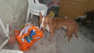 Cachorro raça Pit-Bull idade 2 a 6 meses nome Marlon
