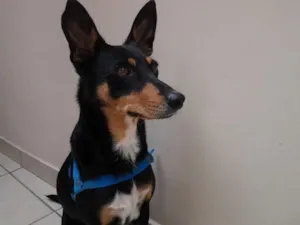 Cachorro raça SRD idade 1 ano nome Pretinha