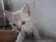 gatinhos