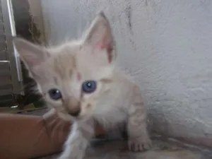 Gato raça  idade Abaixo de 2 meses nome gatinhos