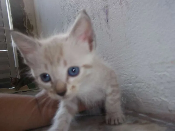Gato ra a  idade Abaixo de 2 meses nome gatinhos