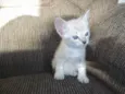 gatinhos
