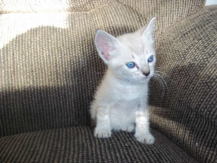 Gato ra a  idade Abaixo de 2 meses nome gatinhos