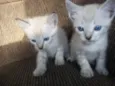 gatinhos