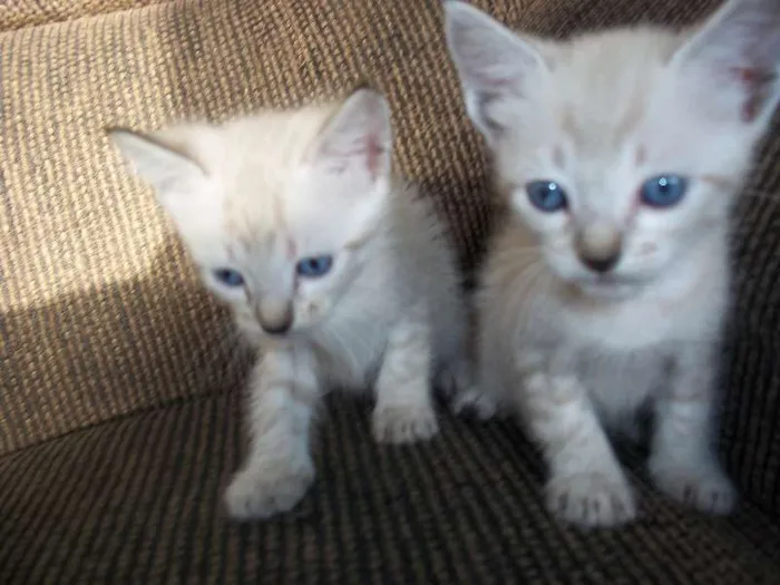 Gato ra a  idade Abaixo de 2 meses nome gatinhos