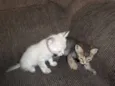 gatinhos