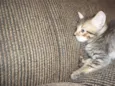 gatinhos