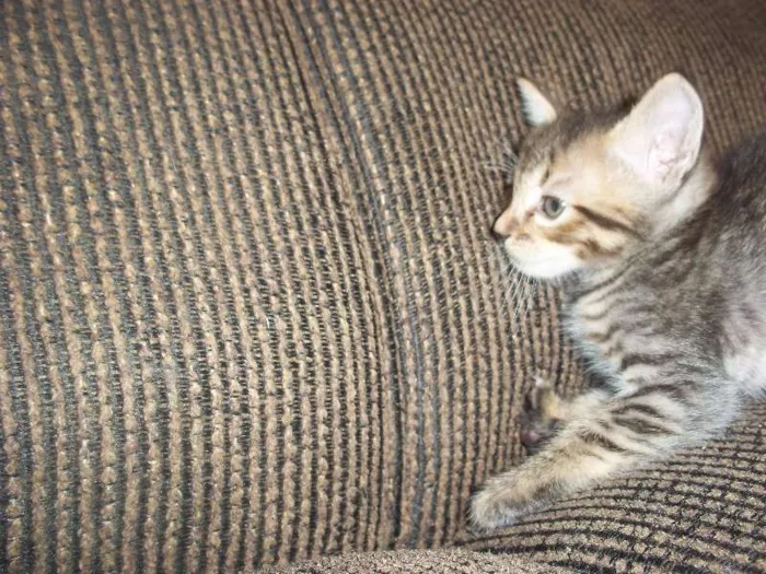 Gato ra a  idade Abaixo de 2 meses nome gatinhos
