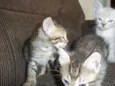 gatinhos
