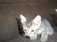 gatinhos