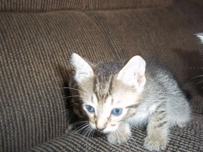 Gato ra a  idade Abaixo de 2 meses nome gatinhos