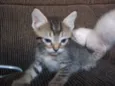gatinhos