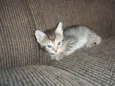 gatinhos