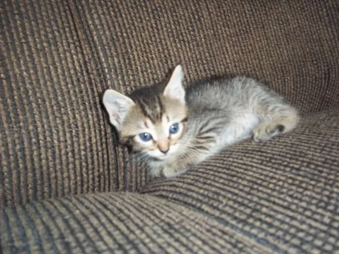Gato ra a  idade Abaixo de 2 meses nome gatinhos