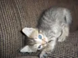 gatinhos