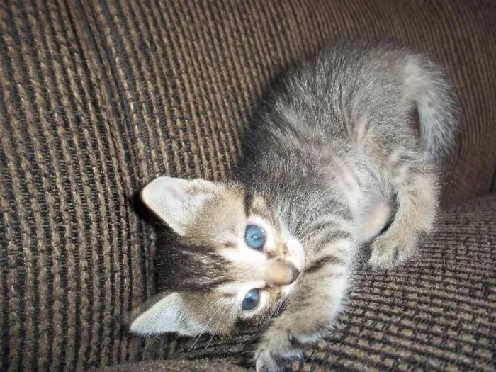 Gato ra a  idade Abaixo de 2 meses nome gatinhos