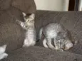 gatinhos