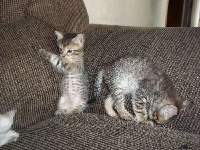 Gato ra a  idade Abaixo de 2 meses nome gatinhos