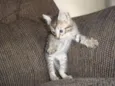 gatinhos