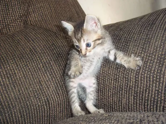 Gato ra a  idade Abaixo de 2 meses nome gatinhos