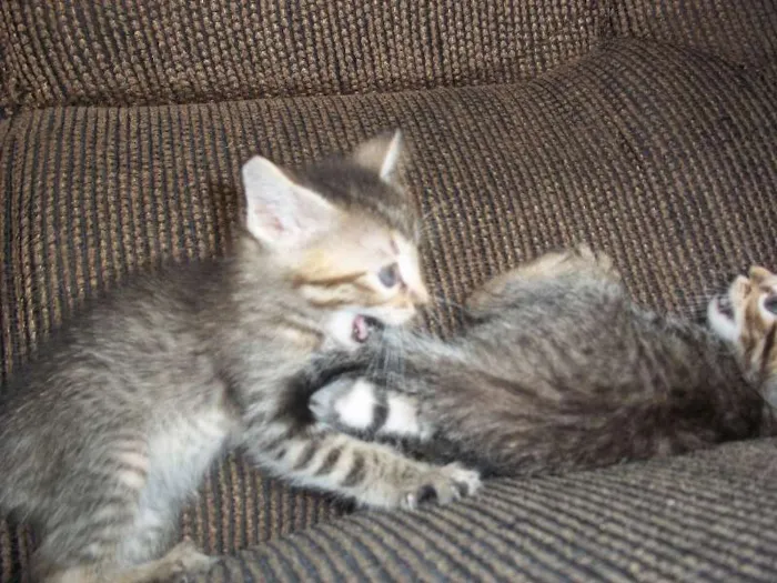Gato ra a  idade Abaixo de 2 meses nome gatinhos
