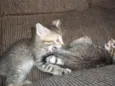 gatinhos