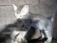 gatinhos